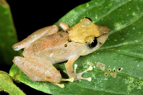 Rain Frog Photograph by Dr Morley Read/science Photo Library