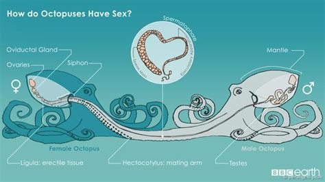 Octopusesor Is It Octopi Part 2 Scuba Shack Coz