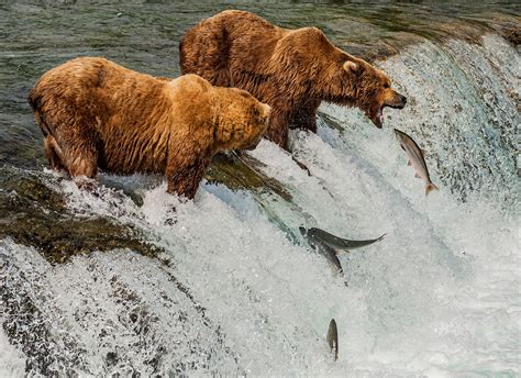 Brooks Falls Bear Viewing | Brooks Lodge