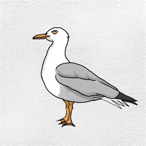 How To Draw A Seagull Helloartsy