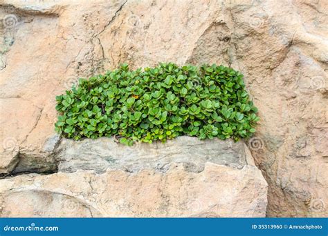 Planta Que Crece En Piedra Foto De Archivo Imagen De Cemento