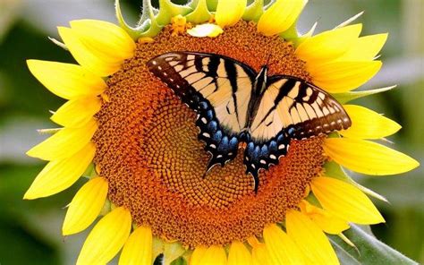 Butterfly on Sunflowers Wallpapers HD / Desktop and Mobile Backgrounds