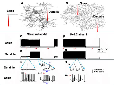 The Purkinje Cell Model In The Absence Of Synaptic Input The