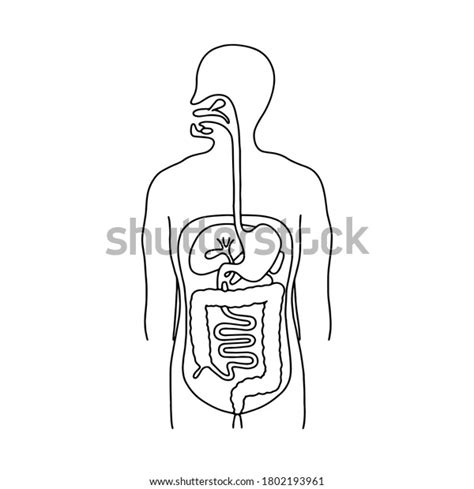 Human Digestive System Vector Illustration Outline Stock Vector Royalty Free 1802193961