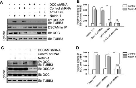 Coordinated Interaction Of Down Syndrome Cell Adhesion Molecule And