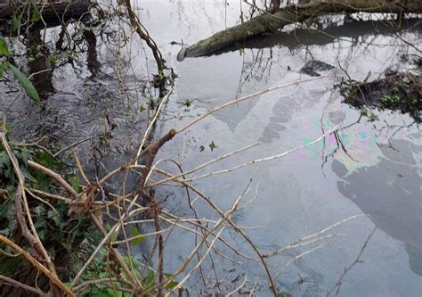 Investigation Launched Into Oil Spill In Great River Stour Canterbury