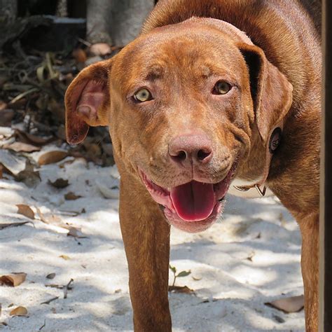 Help Us Caye Caulker Humane Society