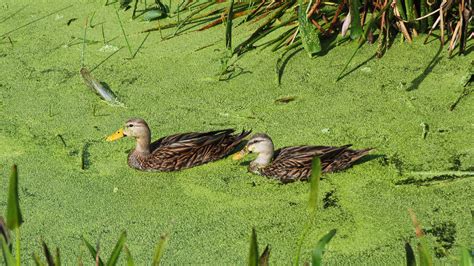 Mottled Duck Florida Bird Identification Florida Hikes