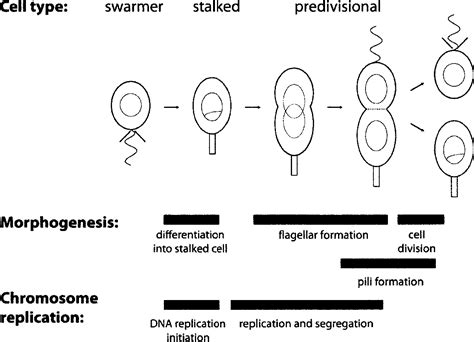 Figure From Regulation Of Cell Fate Asymmetry In Caulobacter