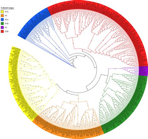 Phylogenetic Tree Of P Type Atpase Genes In Seven Rosaceae Species And