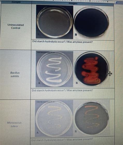 Solved Sample Images Uninoculated Control Did Starch Chegg