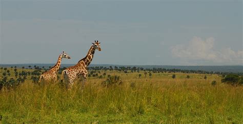 3 Days Murchison falls Safari - Enjoy Rhino Tracking, chimps & Lions