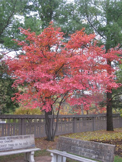 Serviceberry (Amelanchier) | Rotary Botanical Gardens