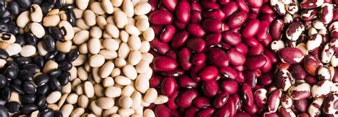 collection de  haricots colores  productifs bio ferme de sainte