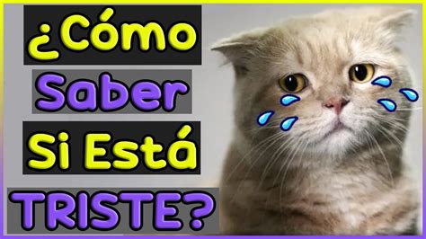 Se Ales De Que Tu Gato Est Triste Siamcatchannel Youtube