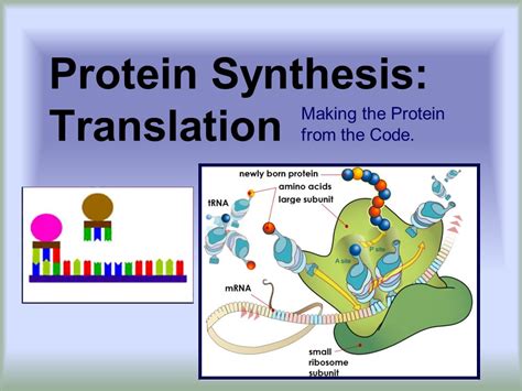 Protein Synthesis Translation