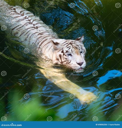 Tigress Swimming Cross The Telia Lake At Tadoba Tiger Reserve
