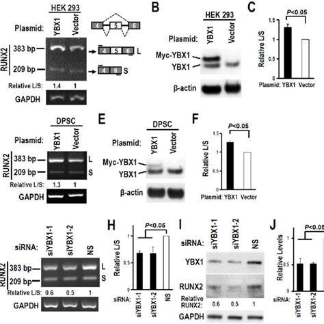 YBX1 Promotes RUNX2 Exon 5 Inclusion In DPSCs AC Overexpression Of