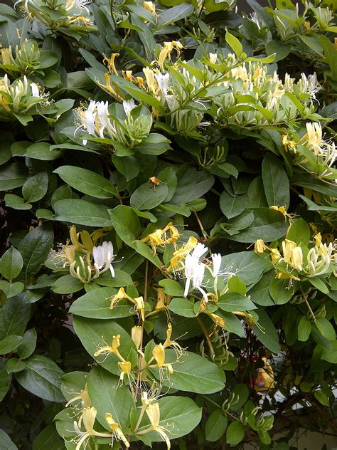 Lonicera Japonica Wikipedia