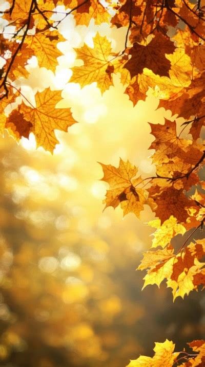 Maple tree leaves autumn leaf | Premium Photo - rawpixel