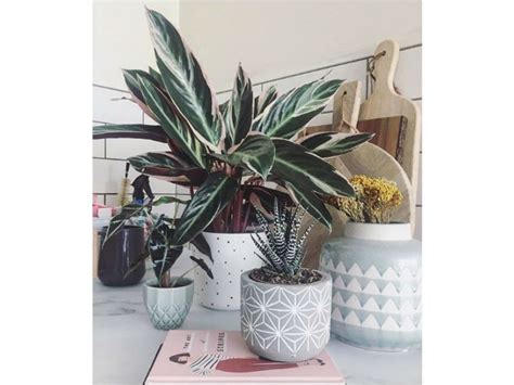 Ideas Para Redecorar Tu Cocina Con Plantas Me Lo Dijo Lola