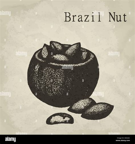 Brazil Nut Fruit Vintage Engraved Vector Illustration Stock Vector