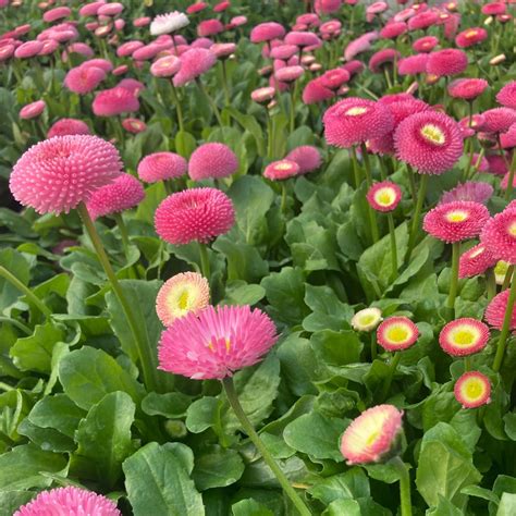 Acheter Paquerette Bellis Perennis Tasso Pink Et Autres Plantes Sur