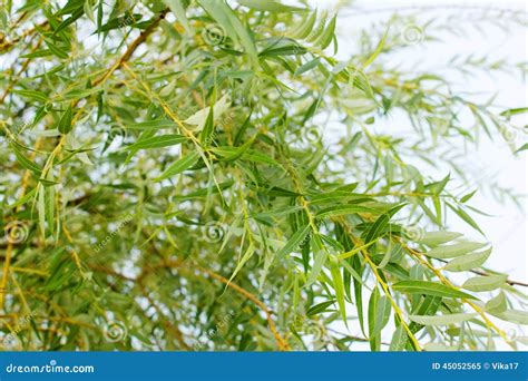 Pussy Willow Background Poster Showing White Willow Buds In Springtime Stock Photo