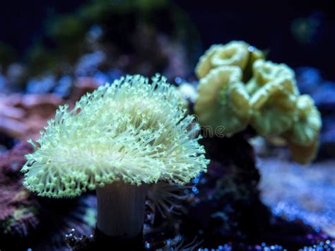 Sea Anemone Growing On A Rock Surface At The Bottom Of An Aquarium