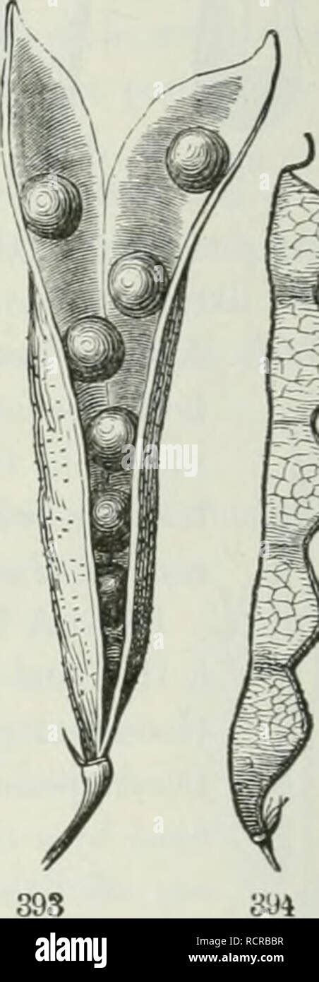 The Elements Of Botany For Beginners And For Schools Botany 389 390