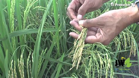 Nuevo Manejo Integrado De Plagas Y Enfermedades En El Cultivo De Arroz Youtube