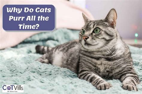 Why Do Cats Purr All The Time 7 Reasons You Need To Know