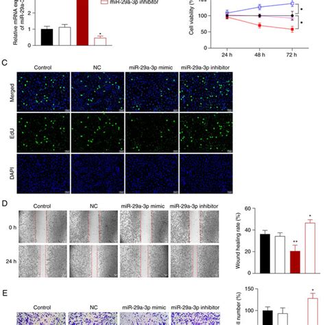 MiR 29a 3p Inhibits NSCLC Cell Proliferation Migration And Invasion