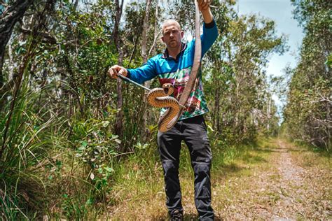 Eastern Brown Snake - Snake Portfolio - The Snake Catcher - 24/7