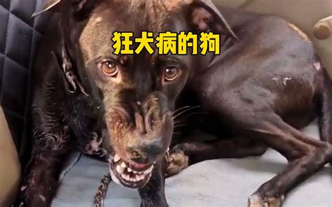 狂犬病发作的狗子，前后表现是怎么样的，在外面一定要注意