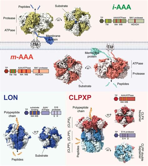 Schematic Illustration Of The Activity And Mechanisms Of Mitochondrial