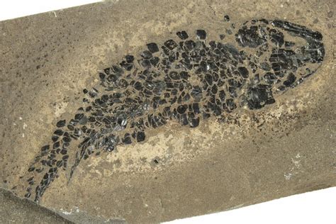 3.3" Devonian Lobed-Fin Fish (Osteolepis) Fossil - Scotland (#231963) For Sale - FossilEra.com