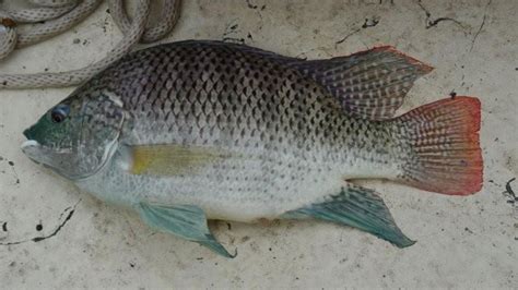 Tilapia fish in Africa — Sport fishing safaris in Uganda and East Africa