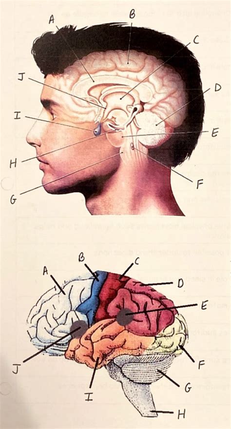 Ap Psychology Unit Diagram Quizlet