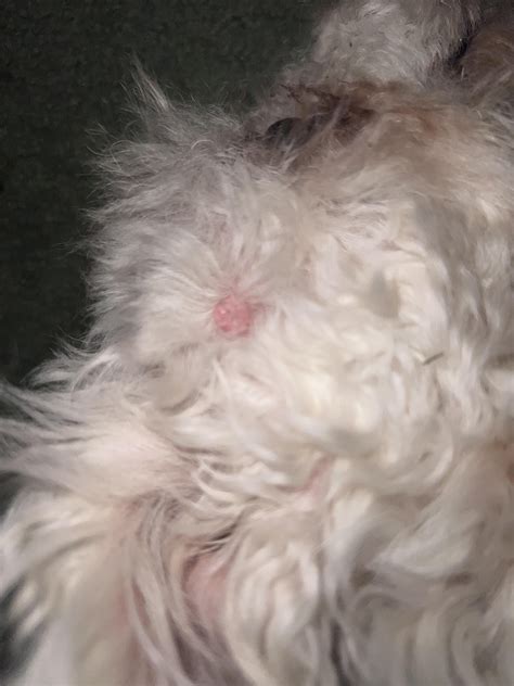 Weird lump on my dogs head. Tumor? : r/vet