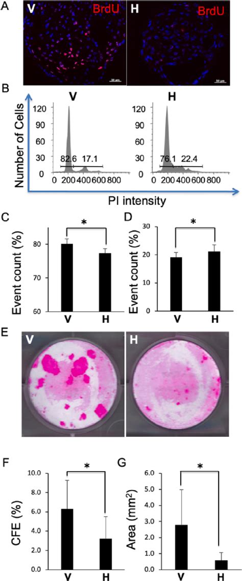 Cell Cycle And Colony Forming Efficacy Of Organoids A B Download Scientific Diagram