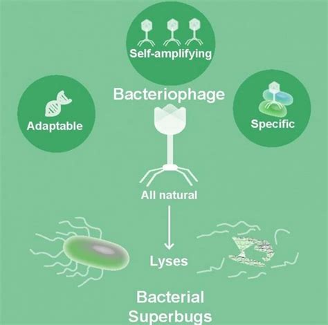 AntibiorÉsistance Phages Contre Superbactéries Santé Log