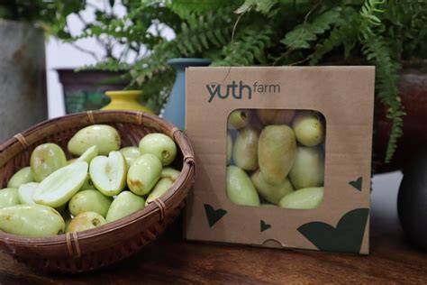 TÁo TÀu Jujube Yuth Farm Bring You The Fruit Of Pure Heart