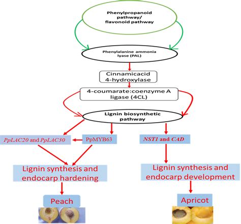 Role Of Phenylpropanoid Flavonoid Biosynthetic Genes Involved In Lignin