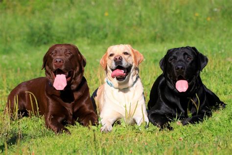 416 Best Labrador Retriever Names (Male & Female) - Labrador Retriever ...