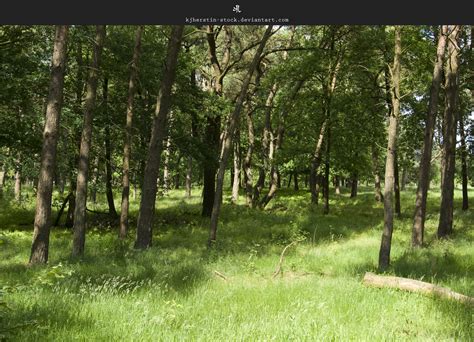open forest  stockkj  deviantart