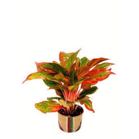 Buy Red Aglonema Plant Online In India