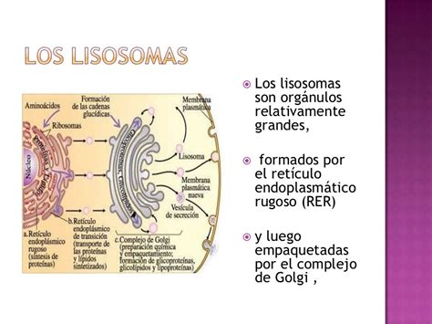 Los Lisosomas