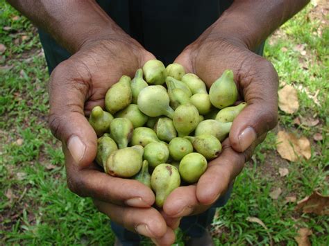 Kakadu Plum: The New Superfood Ingredient in Skincare