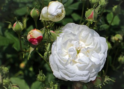 Fotos gratis flor blanco pétalo florecer arbusto botánica flora